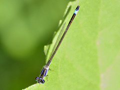 Common Bluetail f (Ischnura elegans violacea) DSB 1253