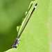 Common Bluetail f (Ischnura elegans violacea) DSB 1253
