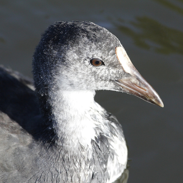 Passer du gris au noir