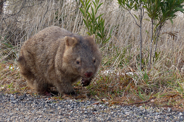 Wandering wombat