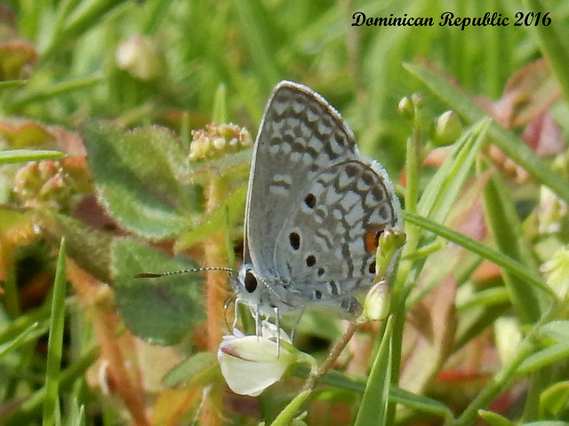 21 Hemiargus hanno filenus