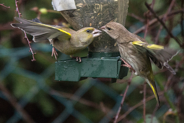 20150129 6706VRTw [D~RI] Grünfink (Carduelis chloris), Rinteln