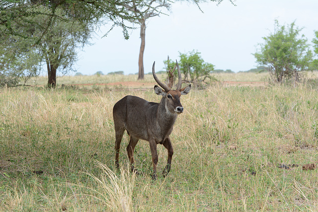 Tarangire, The Waterbuck Tarangire, The Waterbuck