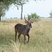 Tarangire, The Waterbuck