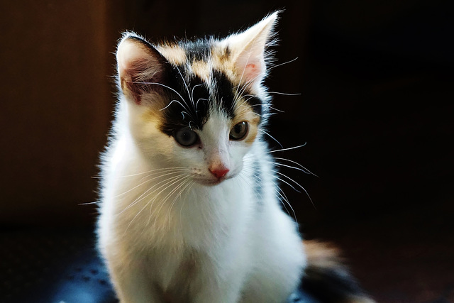 Mein Name ist Frida, ich bin neun Wochen alt - My name is Frida, I'm nine weeks old