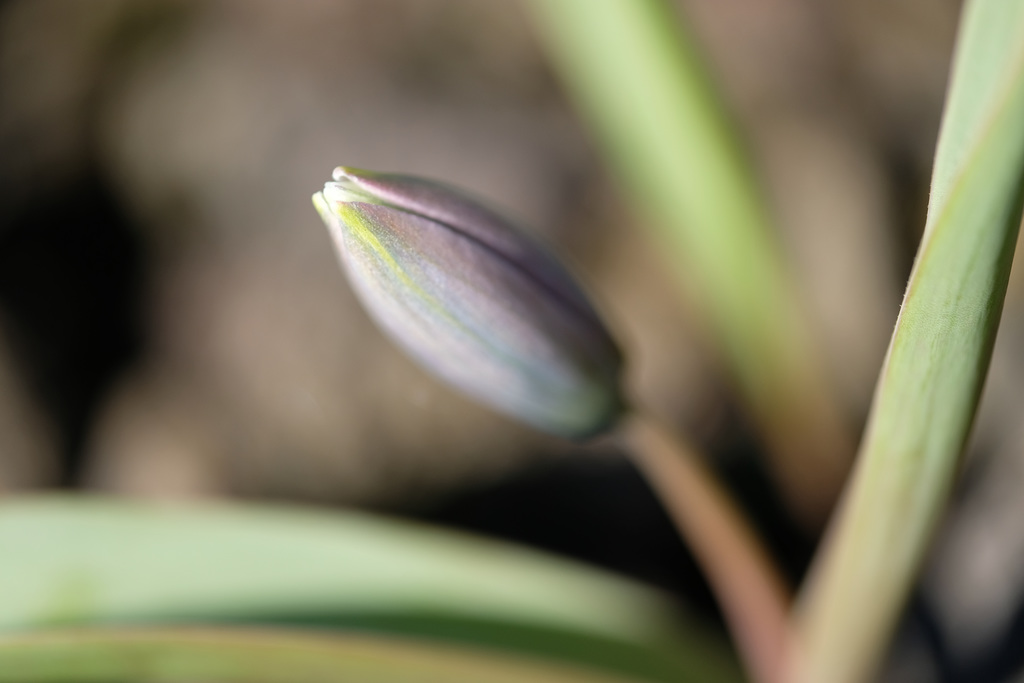 DSCF3702