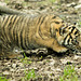 Tiger cub (3)