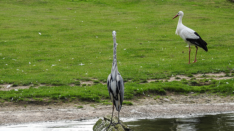 20190901 5519CPw [D~VR] Graureiher, Weißstorch, Vogelpark Marlow