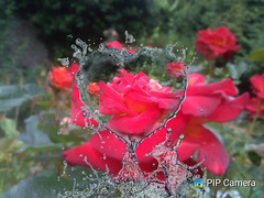 Rose au jardin avec Pipcamera