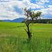 Knorriger Obstbaum - Gnarly old fruit tree