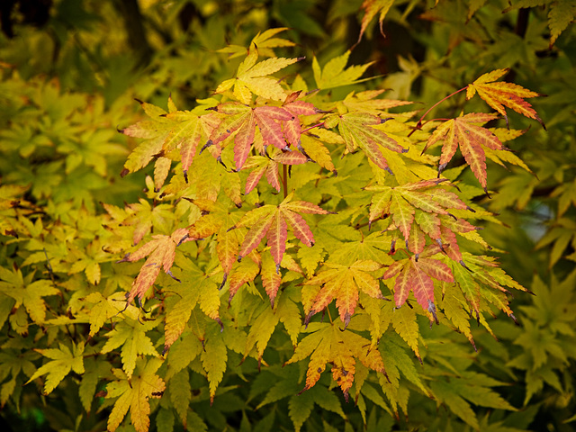 Autumn Leaves