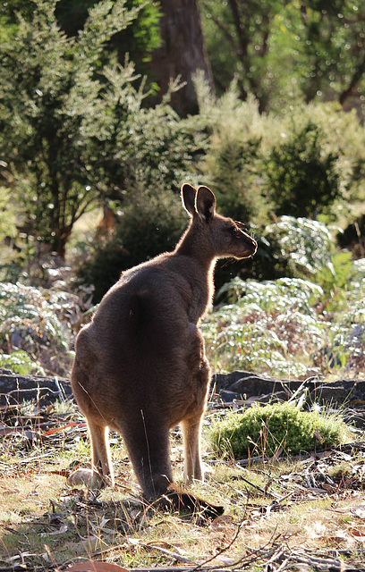 Bennett's Wallaby - Maria Island