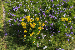 Crocuses In Rhu