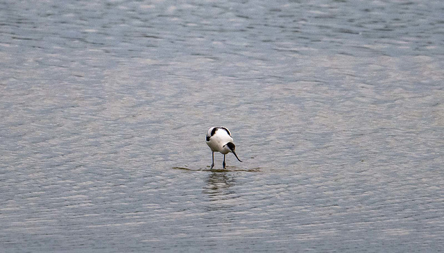 Avocet