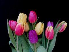 Tulips