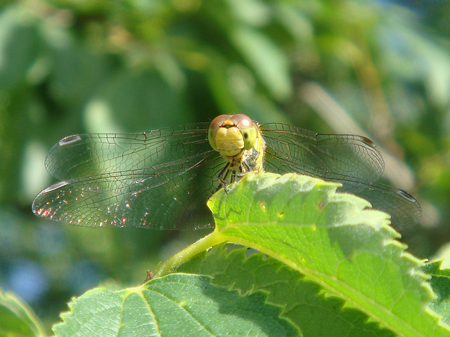 Common darter (female) - sympetrum striolatum  17-06-2010 08-12-25