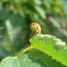 Common darter (female) - sympetrum striolatum  17-06-2010 08-12-25