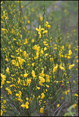 Cytisus scoparius (3)