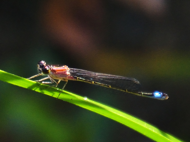 Common Bluetail f (Ischnura elegans rufescens) DSB 1149