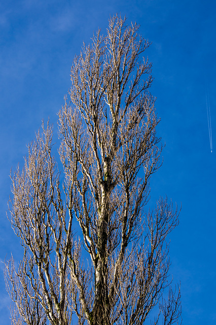 Reach for the sky!