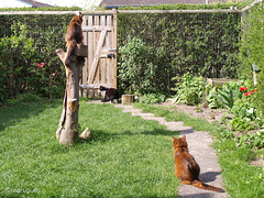 The pack in the garden