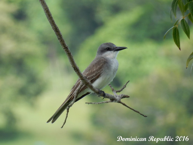 22 Tyrannus dominicensis (Grey Kingbird)