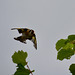 Goldﬁnch