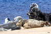 Seals on Findhorn Beach at low tide