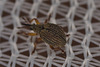 Weevil IMG_2631