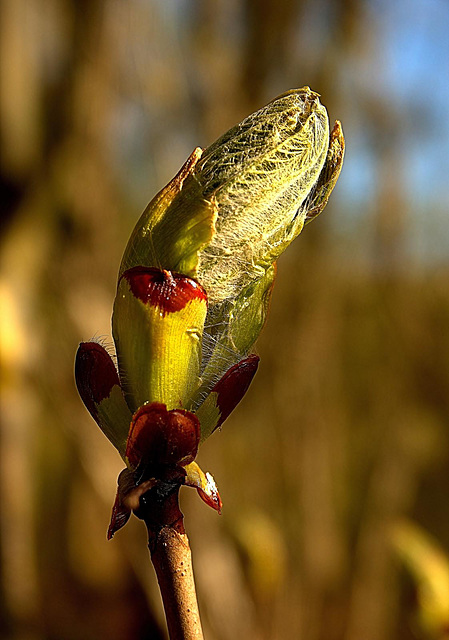 Sticky Bud 3