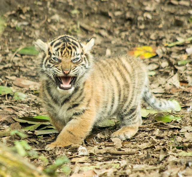 Tiger cub (4)