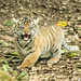 Tiger cub (4)