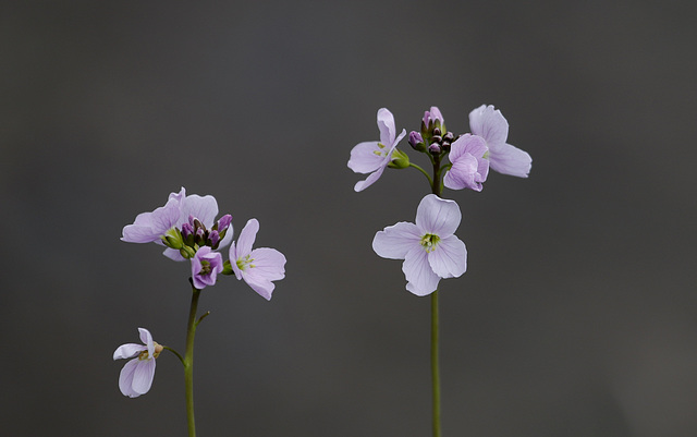 La cardamine est là !