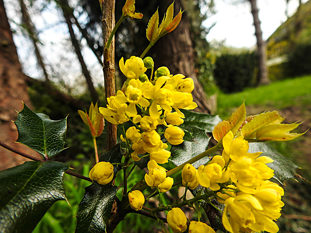 20210421 0070CPw [D~LIP] Mahonie (Berberis aquifolium) Bad Salzuflen