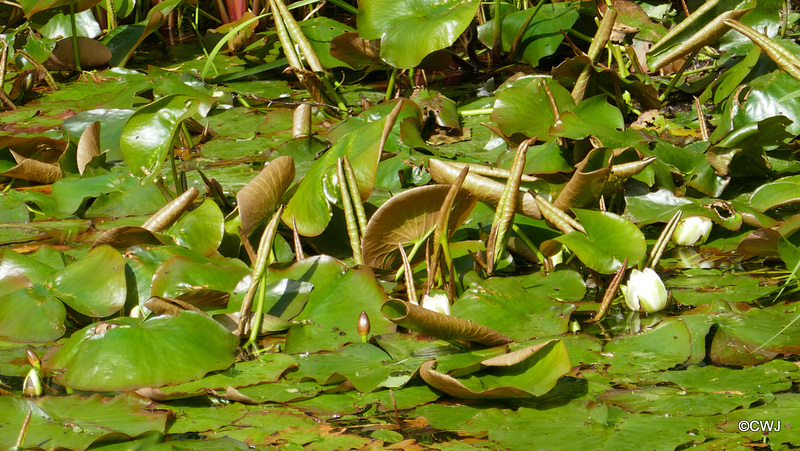 Summer pond colours