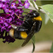 IMG 0379 Bumblebee Queen