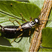 IMG 9515 Earwig