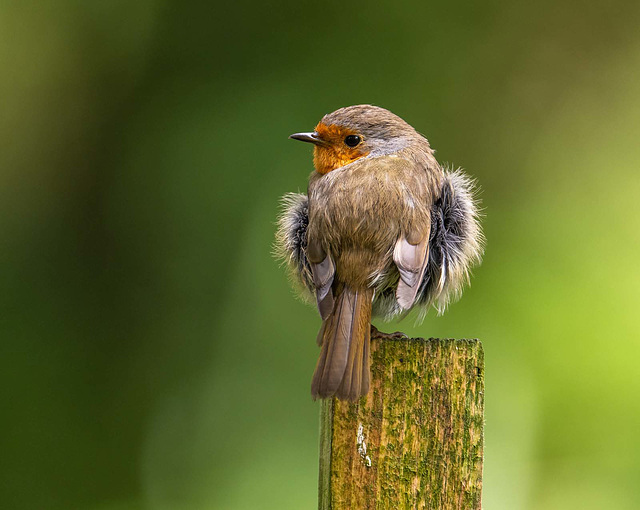 A robin I fed..