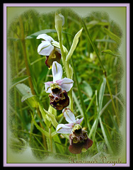 Hummel-Ragwurz, “Hummel” (Ophrys holoserica)