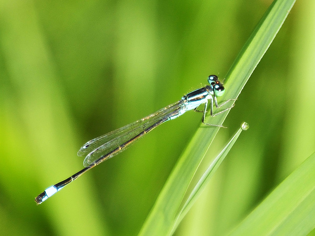 Common Bluetail m (Ischnura elegans) DSB 1145