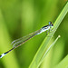 Common Bluetail m (Ischnura elegans) DSB 1145