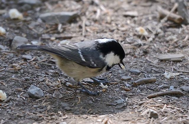 La mésange noire...(voir la note)