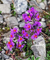 Alpen-Leinkraut