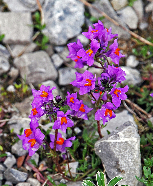 Alpen-Leinkraut