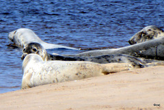 Seals on Findhorn Beach at low tide