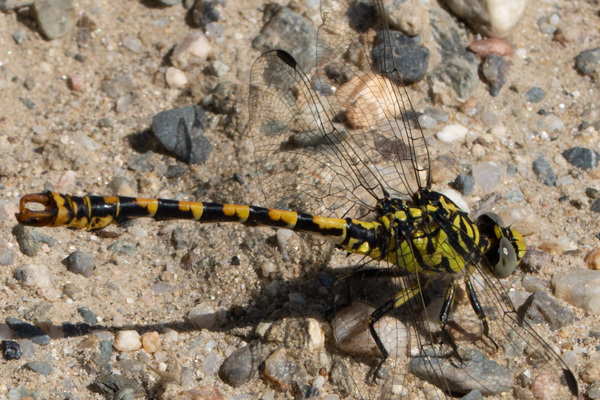 Small Pincertail-DSA 7041