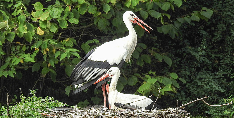 20190901 5521CPw [D~VR] Weißstorch, Vogelpark Marlow