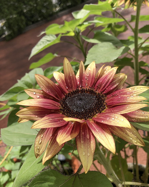 Sunflowers in a pot