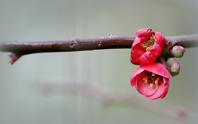 Première fleur