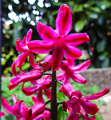 20210421 0071CPw [D~LIP] Hyazinthe (Hyacinthus orientalis), Bad Salzuflen